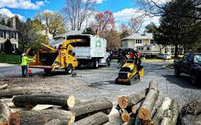 Reliable University Park, TX Tree Services Solutions