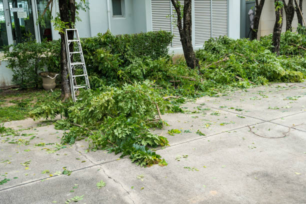 How Our Tree Care Process Works  in University Park, TX